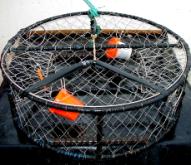 Getting Crabs Into Your Trap - Island Fisherman Magazine