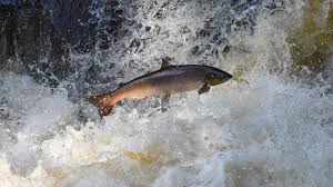 Salmon returning to spawn